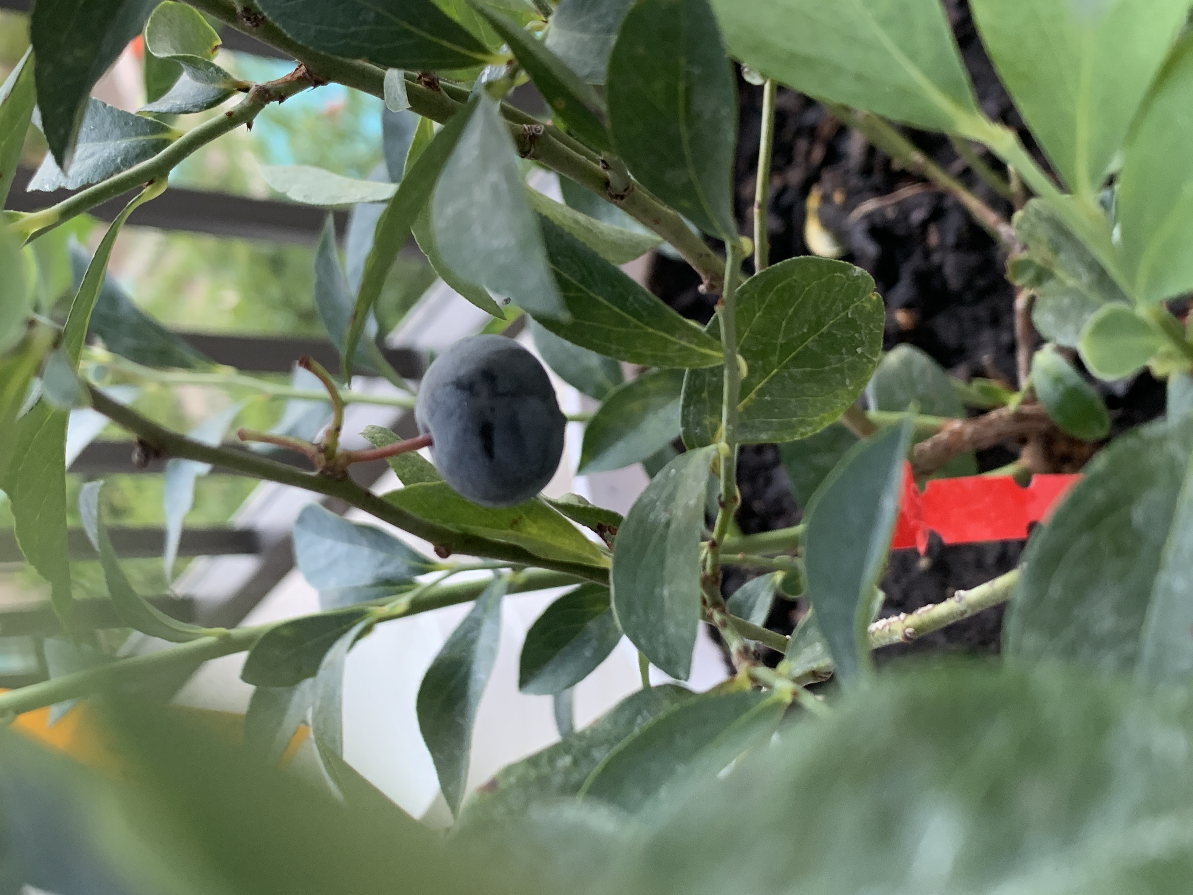 A ripening blueberry on a potted blueberry plant